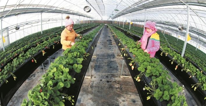 五年节水量超过一个太湖—— 节水优先，兵团这样“精打细算”